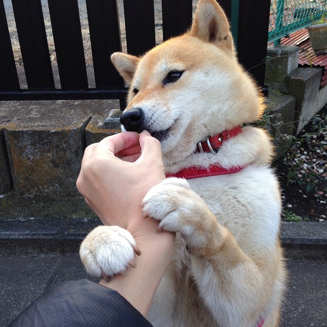 爱游戏官方网站入口登录-乡村马术表演，传承传统技艺，中国马镇马术表演